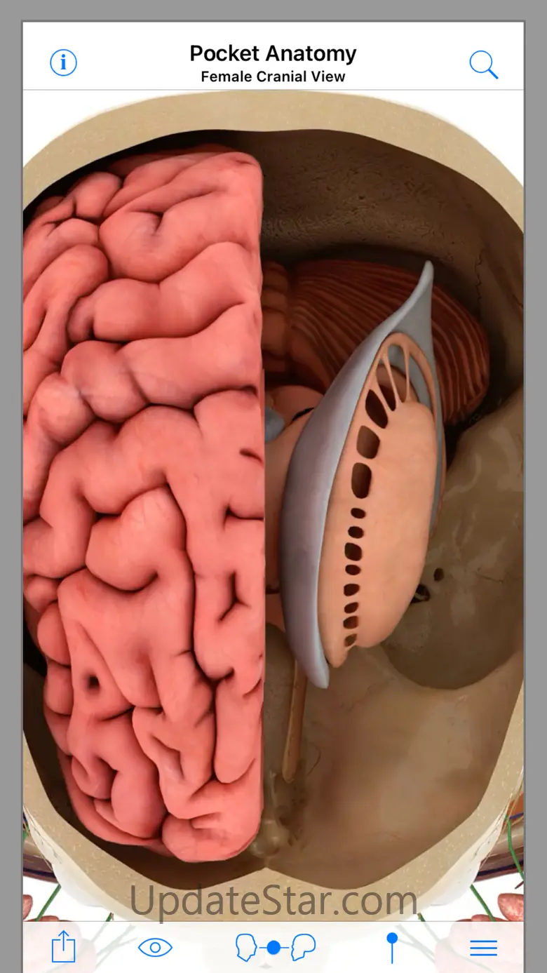Pocket Anatomy 2.4