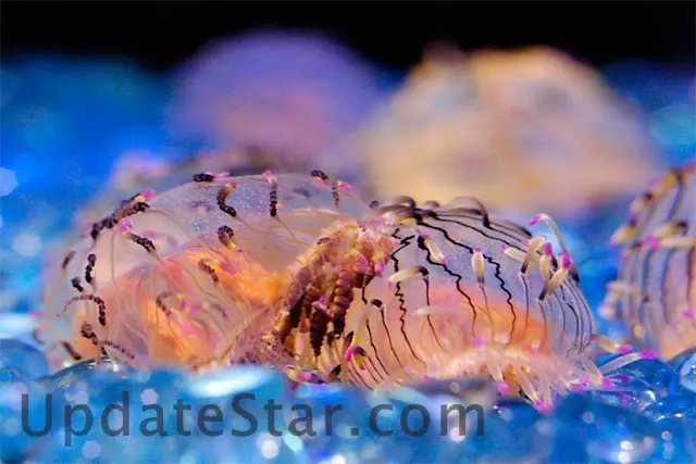 The Jelliest Jellyfish Screensaver 1.1