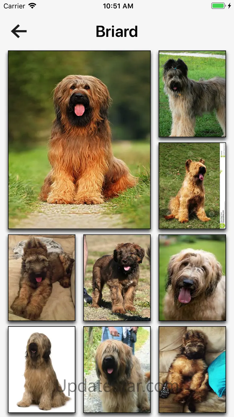 Dog Breeds HD Wallpapers 9.1
