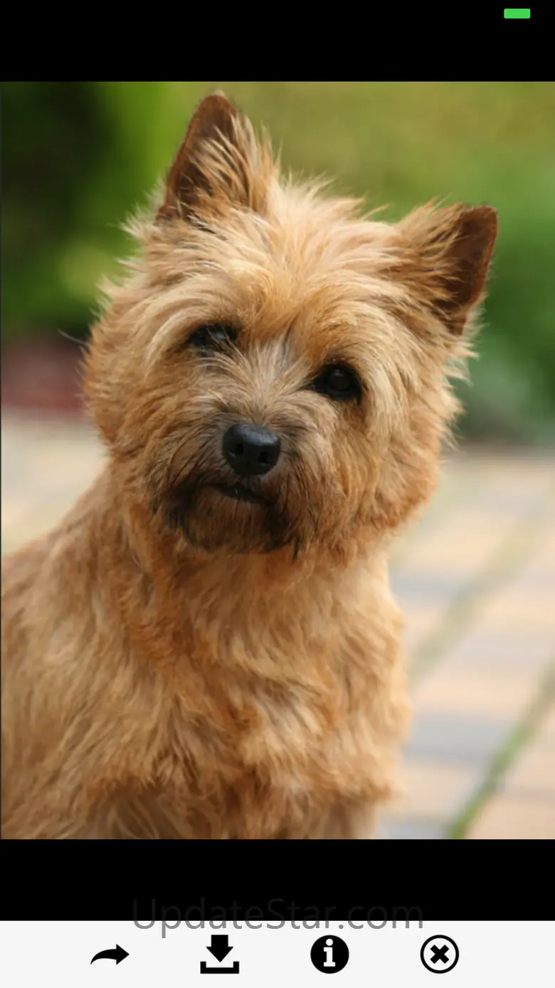 Dog Breeds HD Wallpapers 9.1