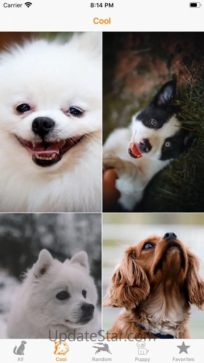 Cute Dog Wallpapers HD 2020.10.26