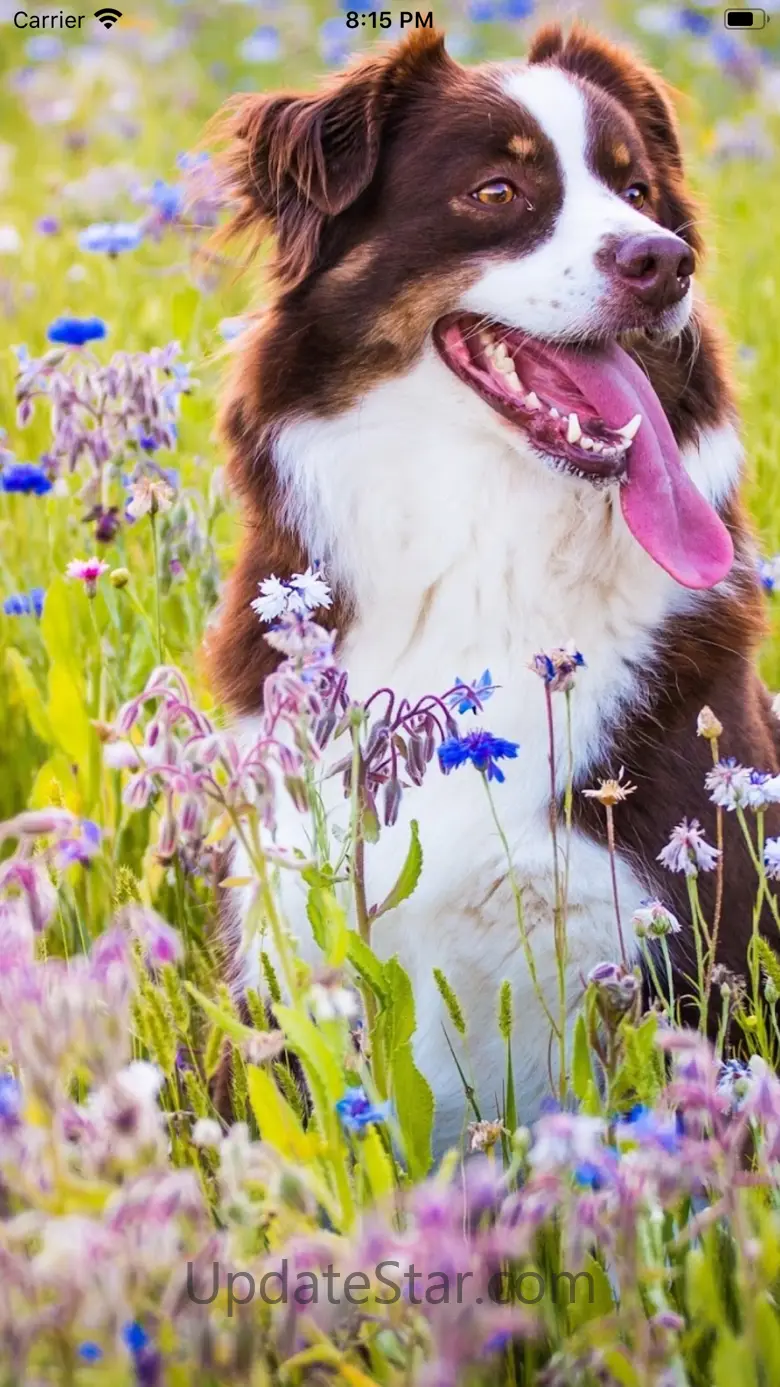 Cute Dog Wallpapers HD 2020.10.26