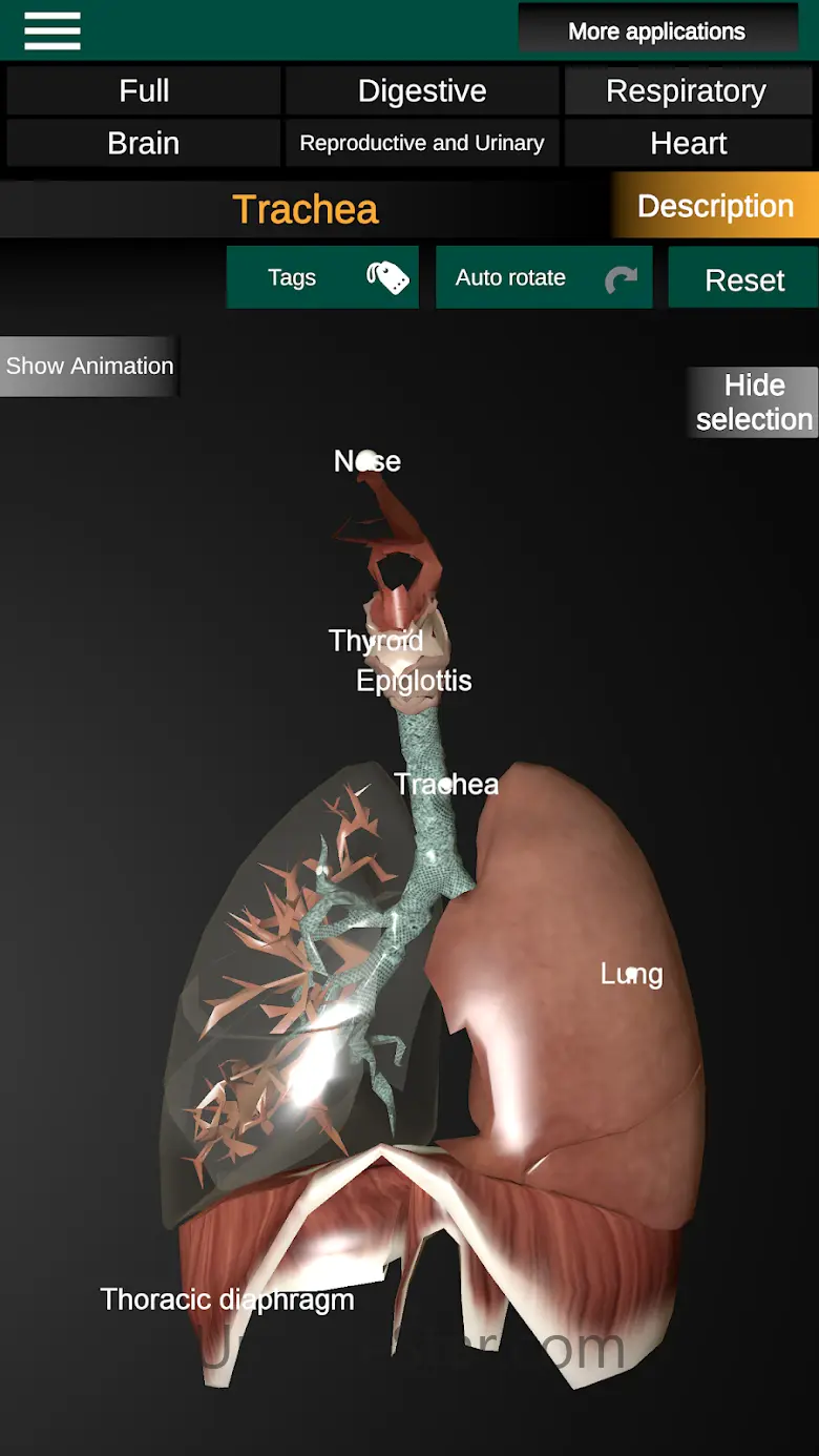 Internal Organs in 3D Anatomy 3.4