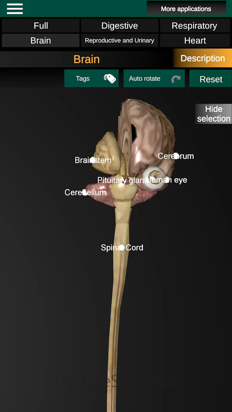 Internal Organs in 3D Anatomy 3.4
