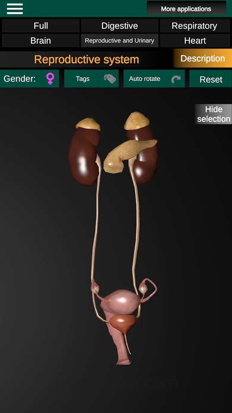 Internal Organs in 3D Anatomy 3.4
