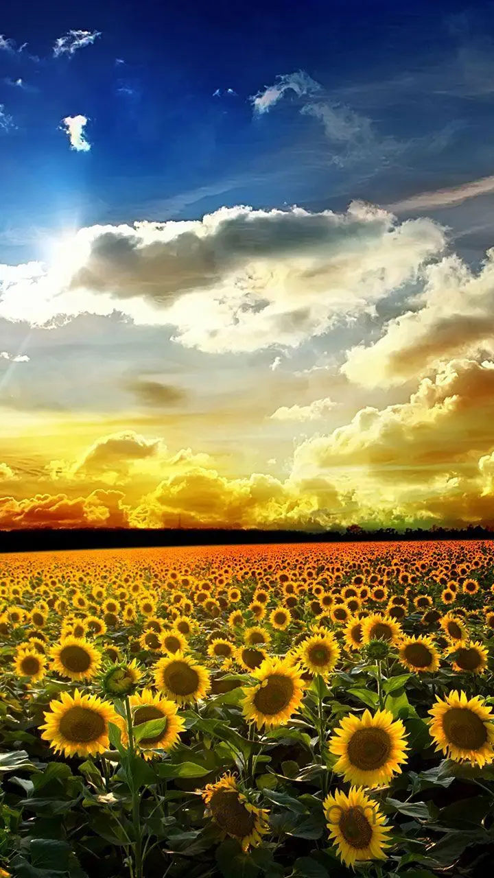 Perfect Sunset Live Wallpaper 5.0
