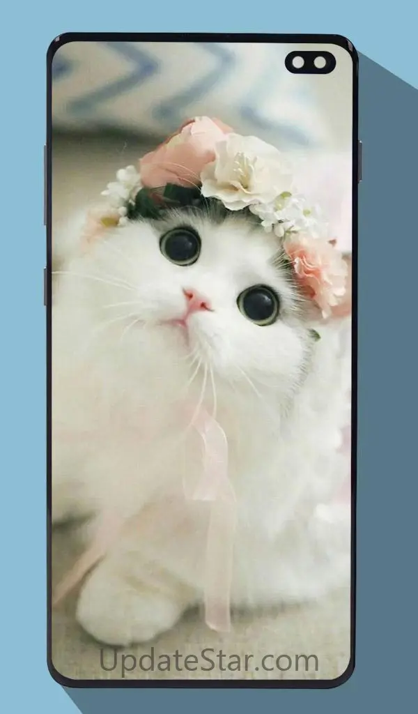 Cute Cat Wallpapers 1.5