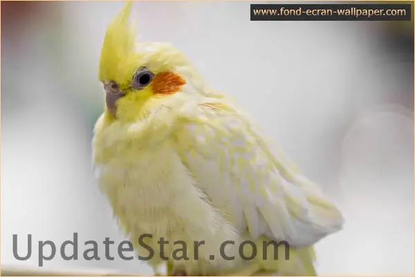 Animals Wallpaper 1024 1.0