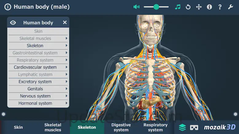 Human body (male) 3D scene 1.30