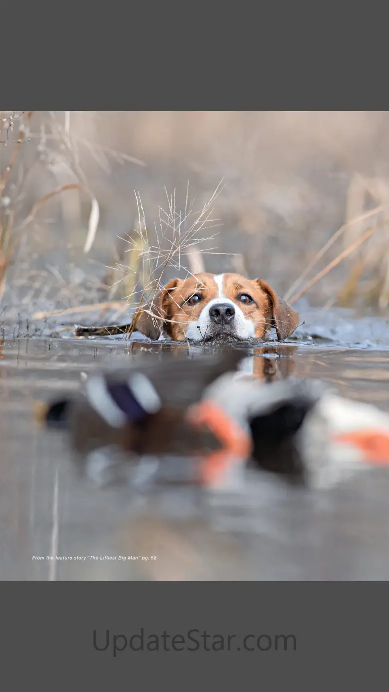 Gun Dog Magazine 3.5