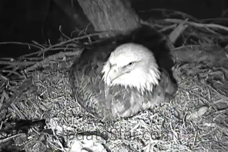 Bald Eagle Cams 1.10