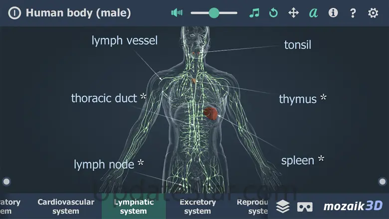 Human body (male) 3D 1.0