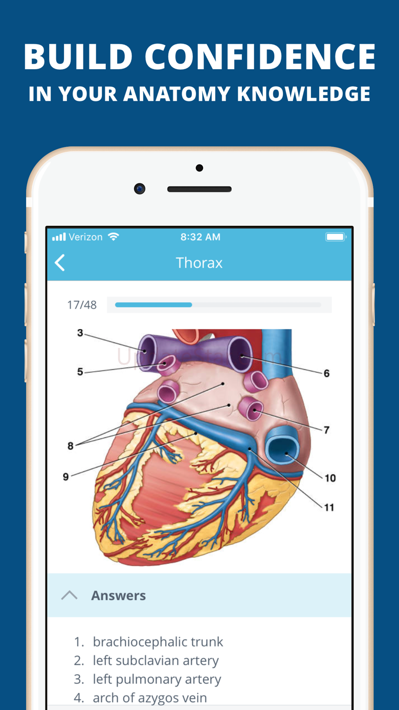 USMLE Clinical Anatomy Quiz 6.8.4625
