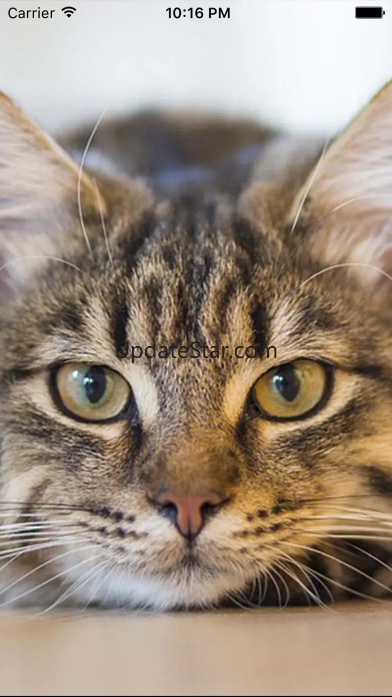 Kitten Sounds – Cat Meow Sound 3.0