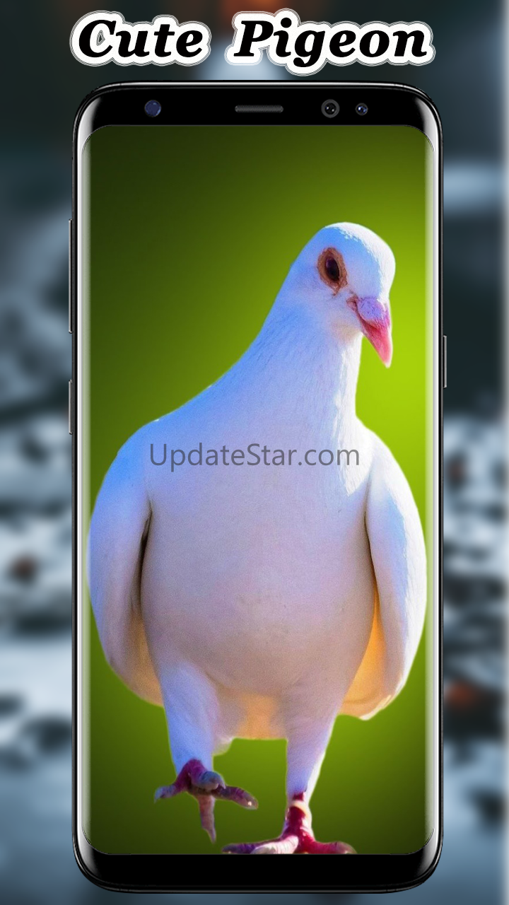 Cute Pigeon wallpaper 6.1