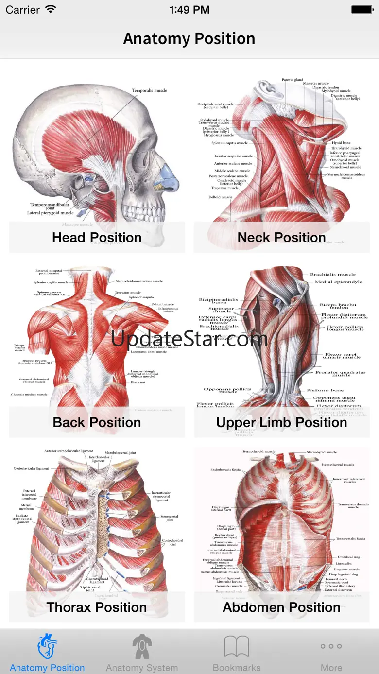 Human Anatomy Position 2.0