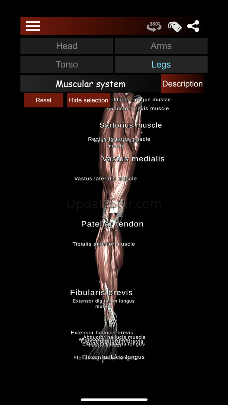 Muscular System 3D (anatomy) 3.8