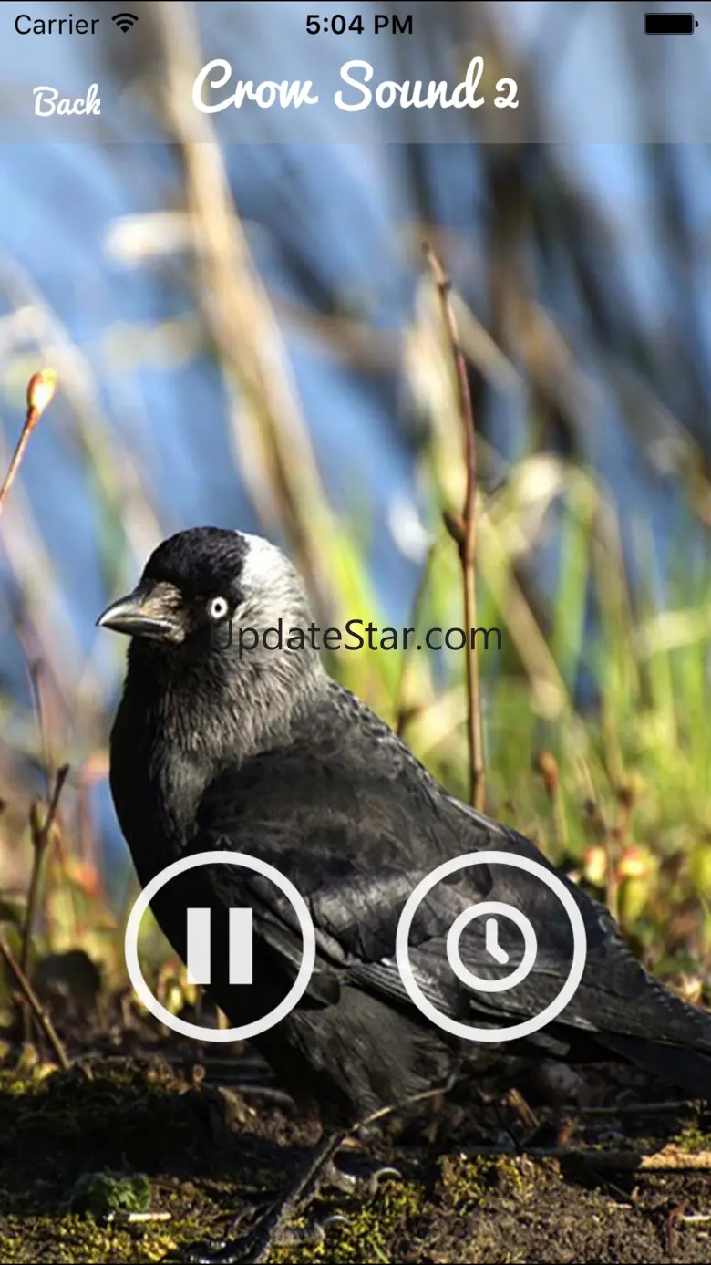 Crow Sounds – Crow Call Sound 4.0