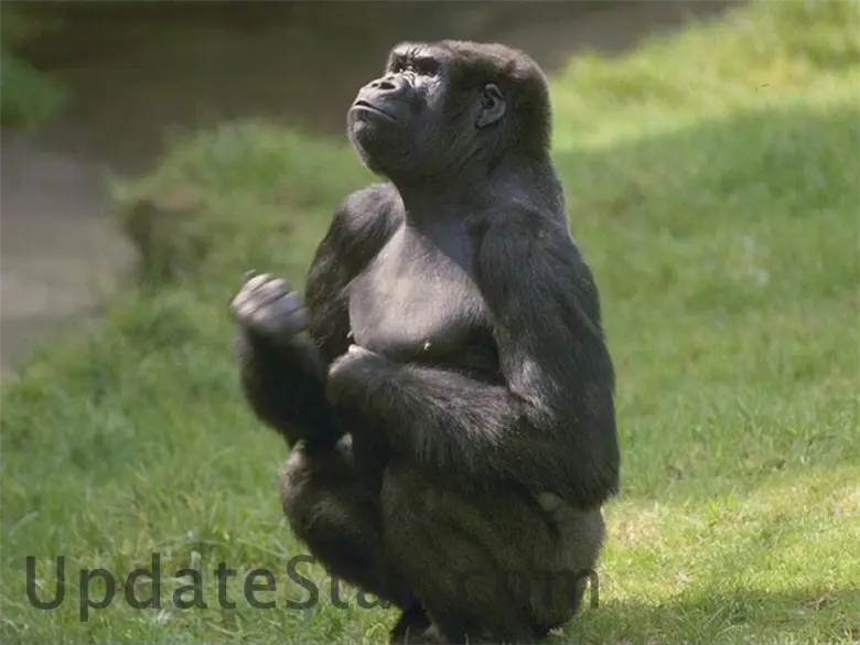 7art Monkeys ScreenSaver 1.2