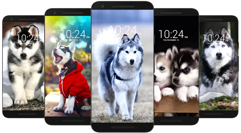 Husky Dog Wallpaper HD 26