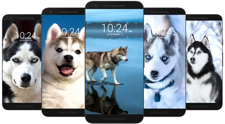 Husky Dog Wallpaper HD 26