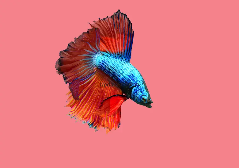Betta Fish 3D Lite 2.0.8