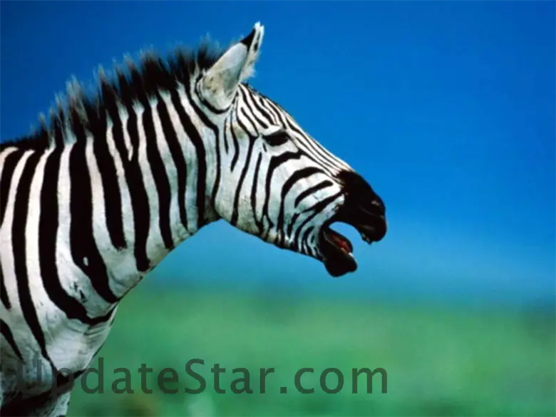7art Stripy Zebras ScreenSaver 1.2
