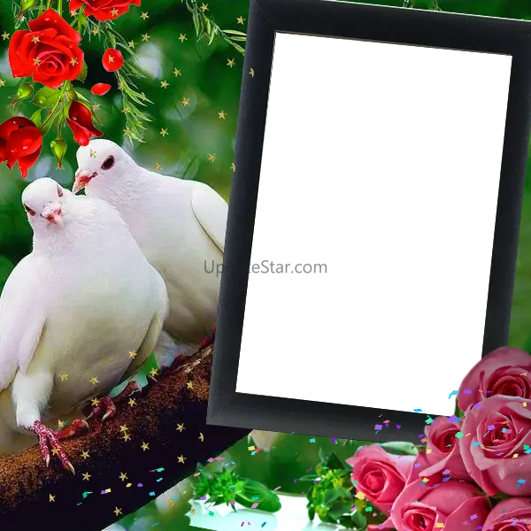 Love Birds Insta DP : Bird DP  6.2