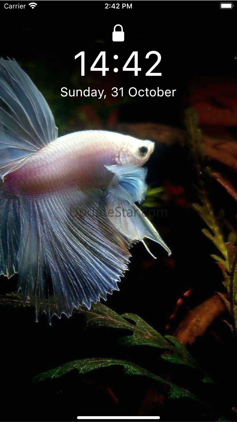 Betta Fish Wallpapers HD ! 1.0