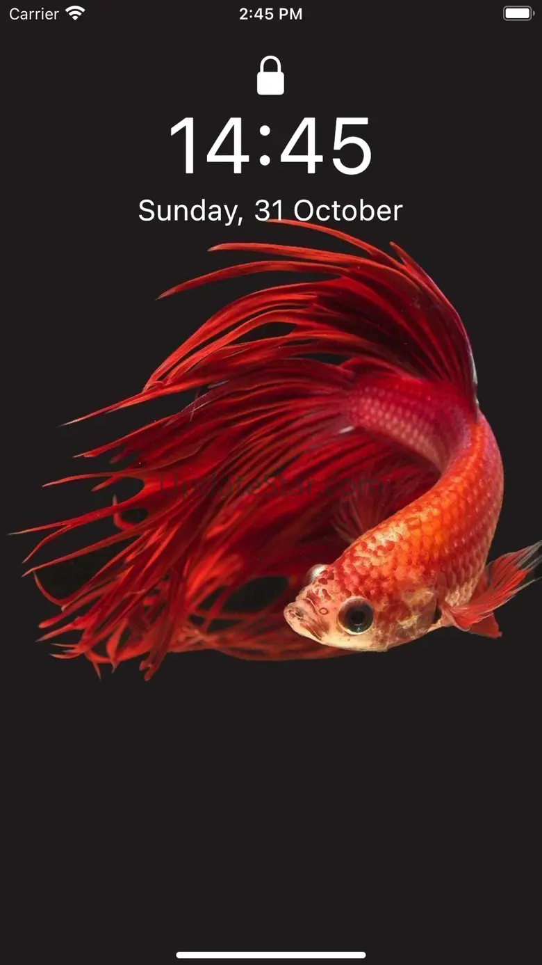 Betta Fish Wallpapers HD ! 1.0