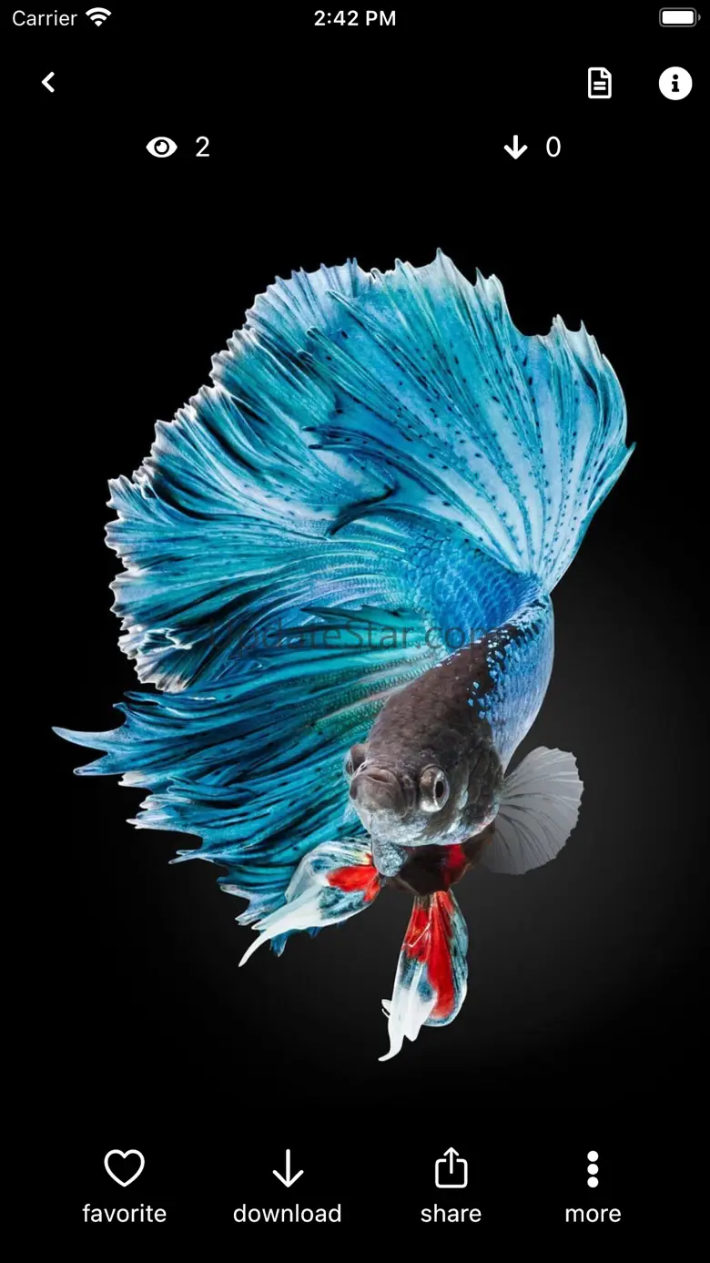 Betta Fish Wallpapers HD ! 1.0