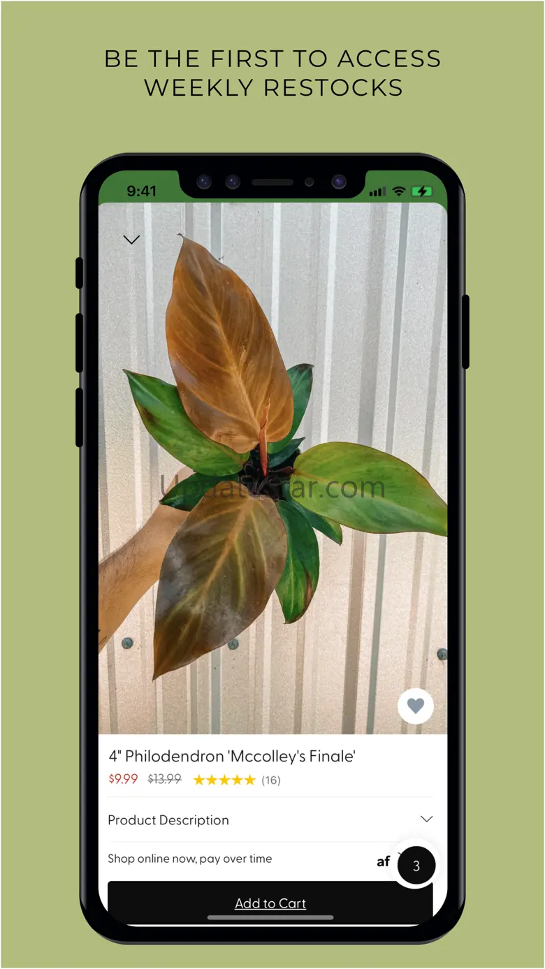BWH Plant Co 5.5