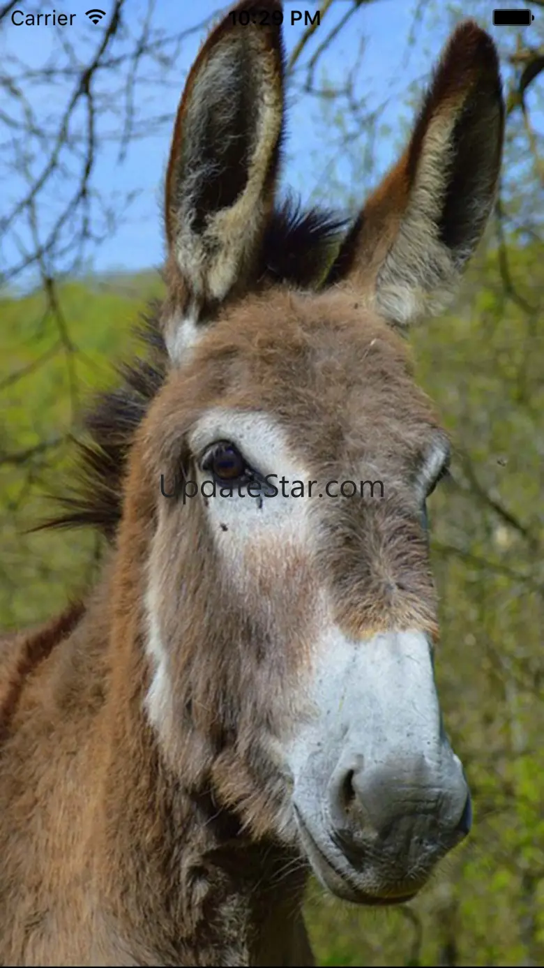 Donkey Sounds - Funny Sounds 3.0