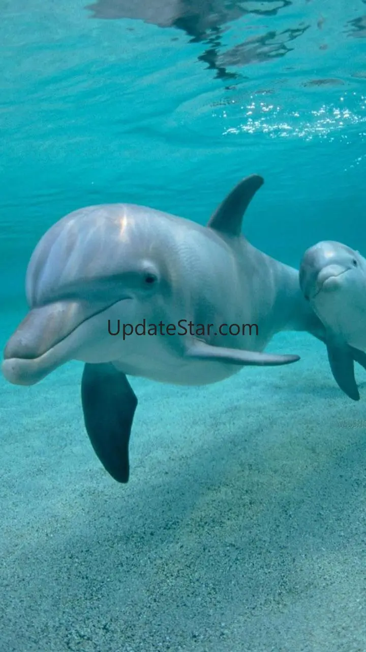 Dolphin Live Wallpaper 2.7