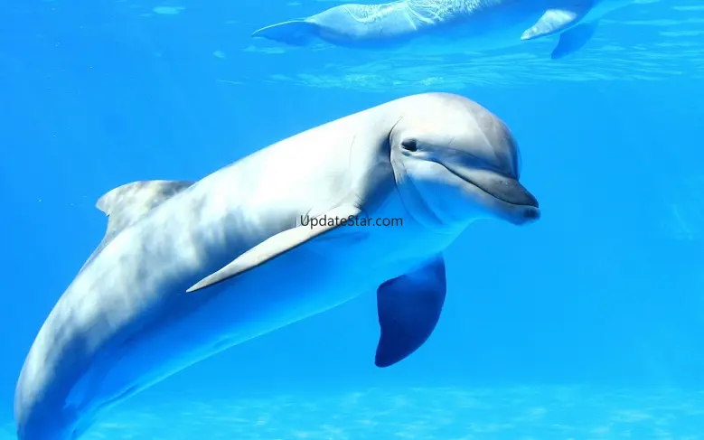 Dolphin Live Wallpaper 2.7
