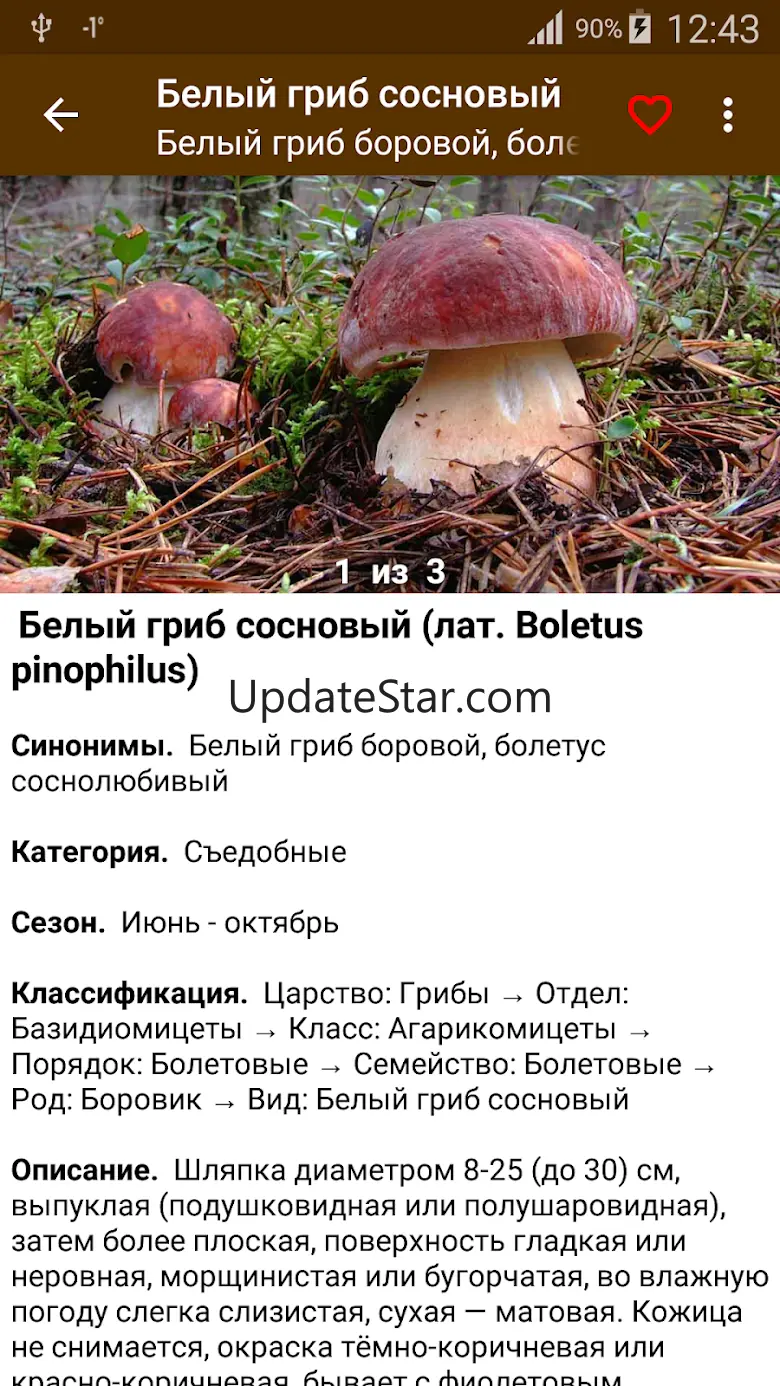 Грибы