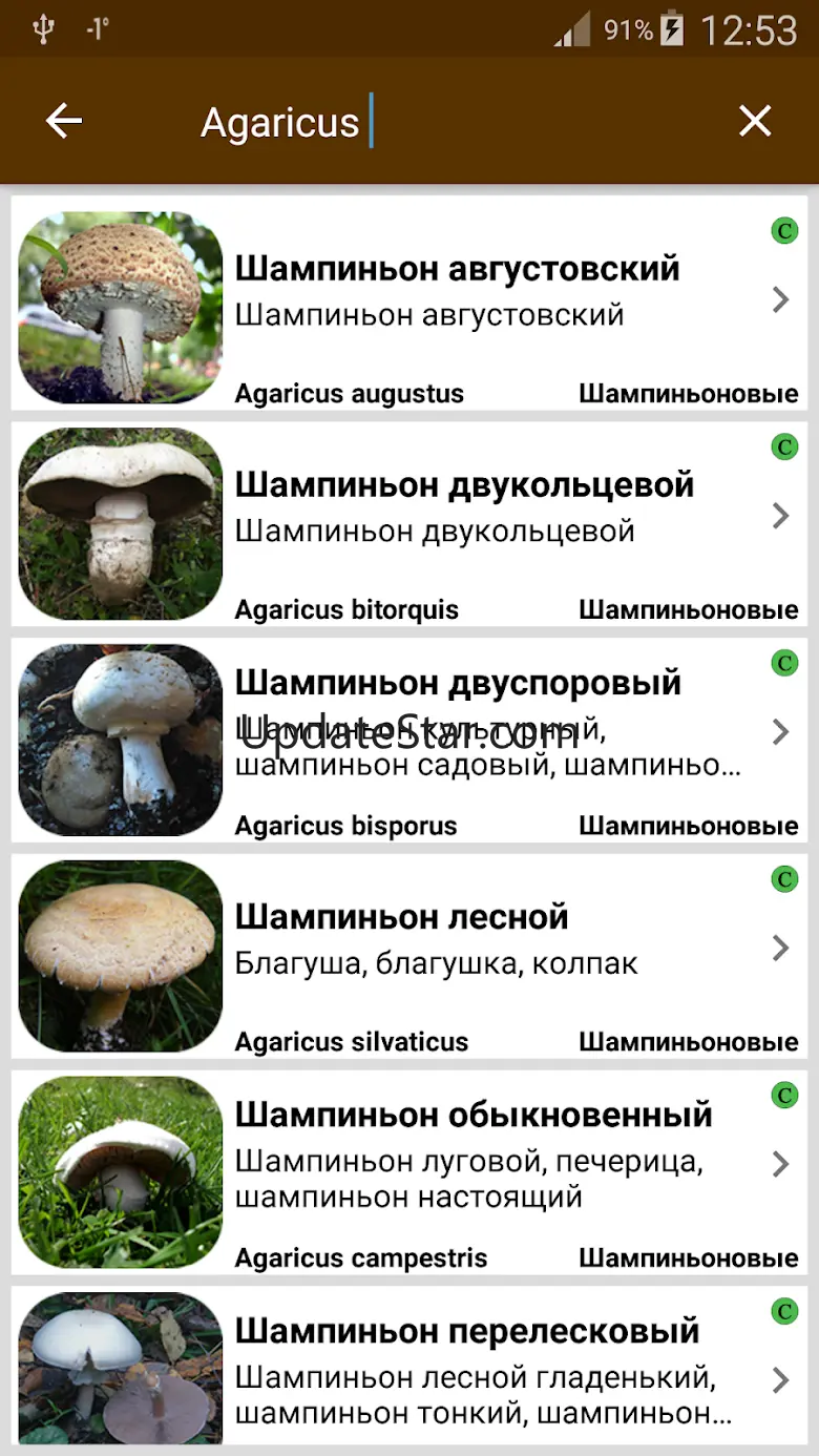 Грибы