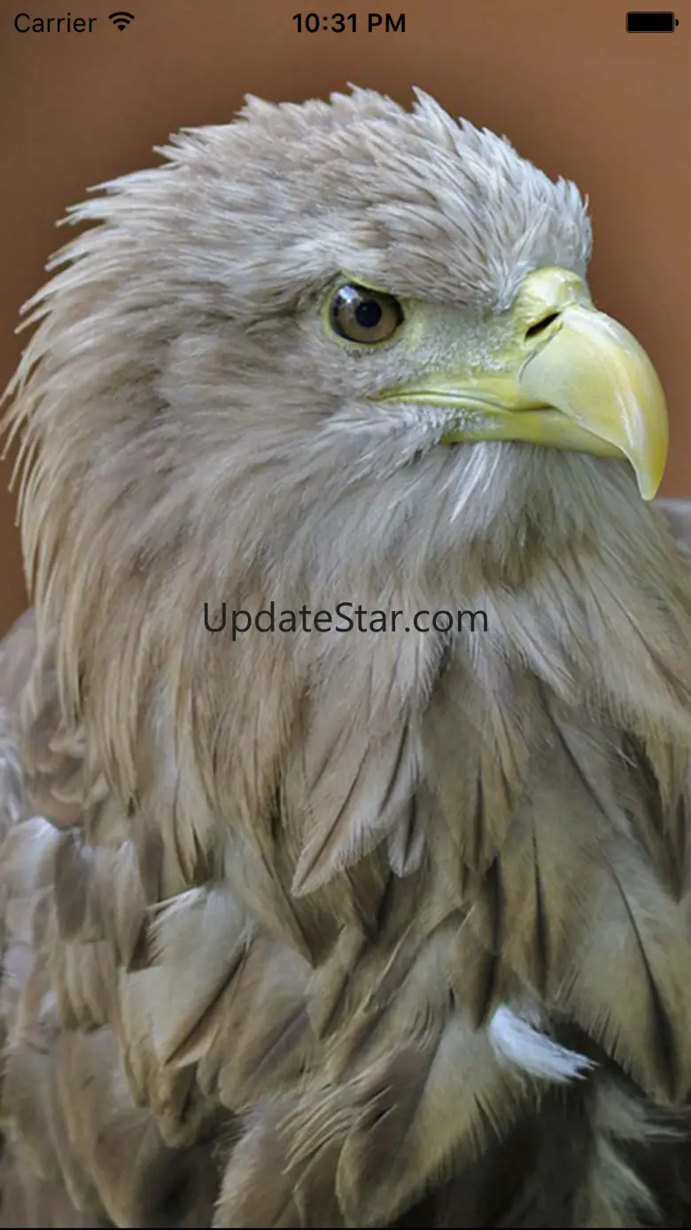 Eagle sounds – Bald Sound 4.0