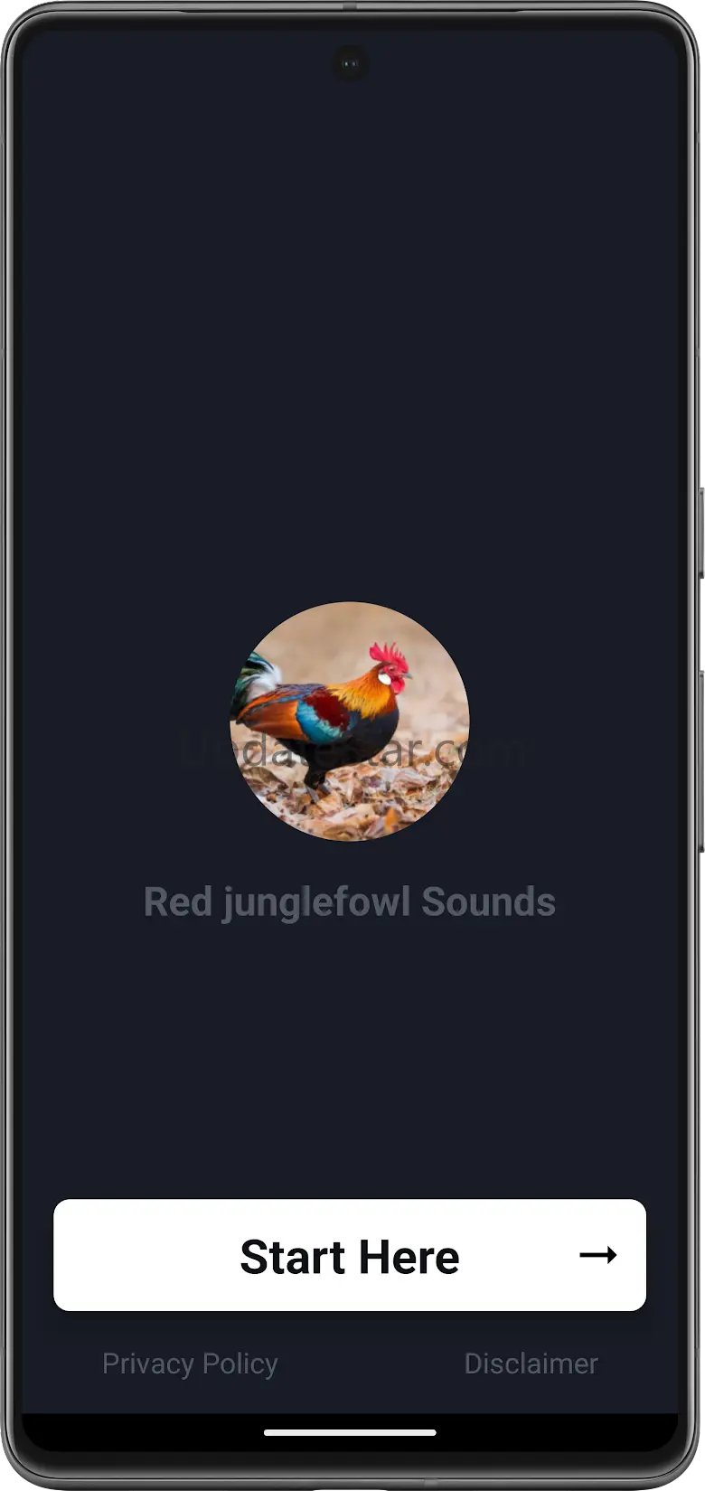 Red junglefowl 1.7