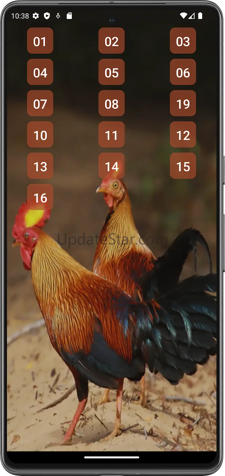 Red junglefowl 1.7
