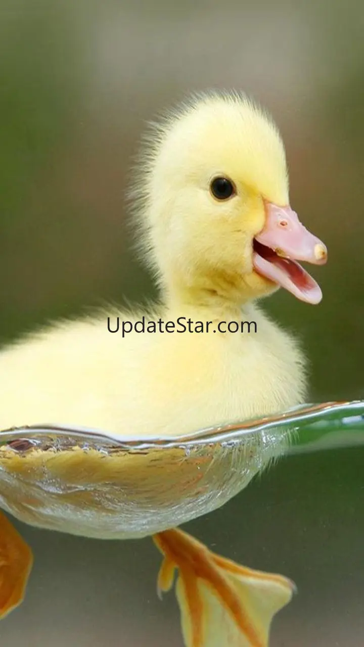 Chicks Wallpapers 3.0.1