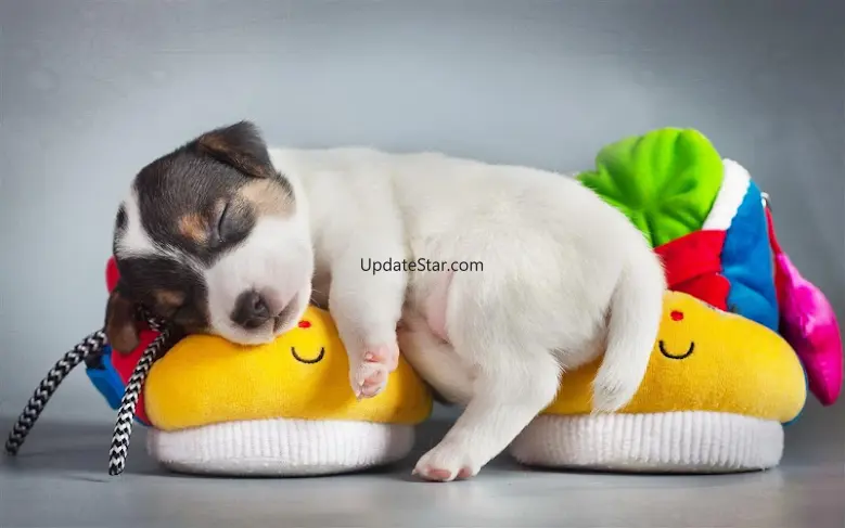 Q Puppy Live Wallpaper 1.3.0