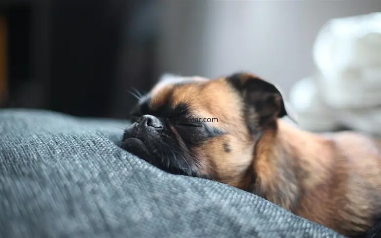 Q Puppy Live Wallpaper 1.3.0