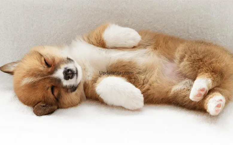 Q Puppy Live Wallpaper 1.3.0