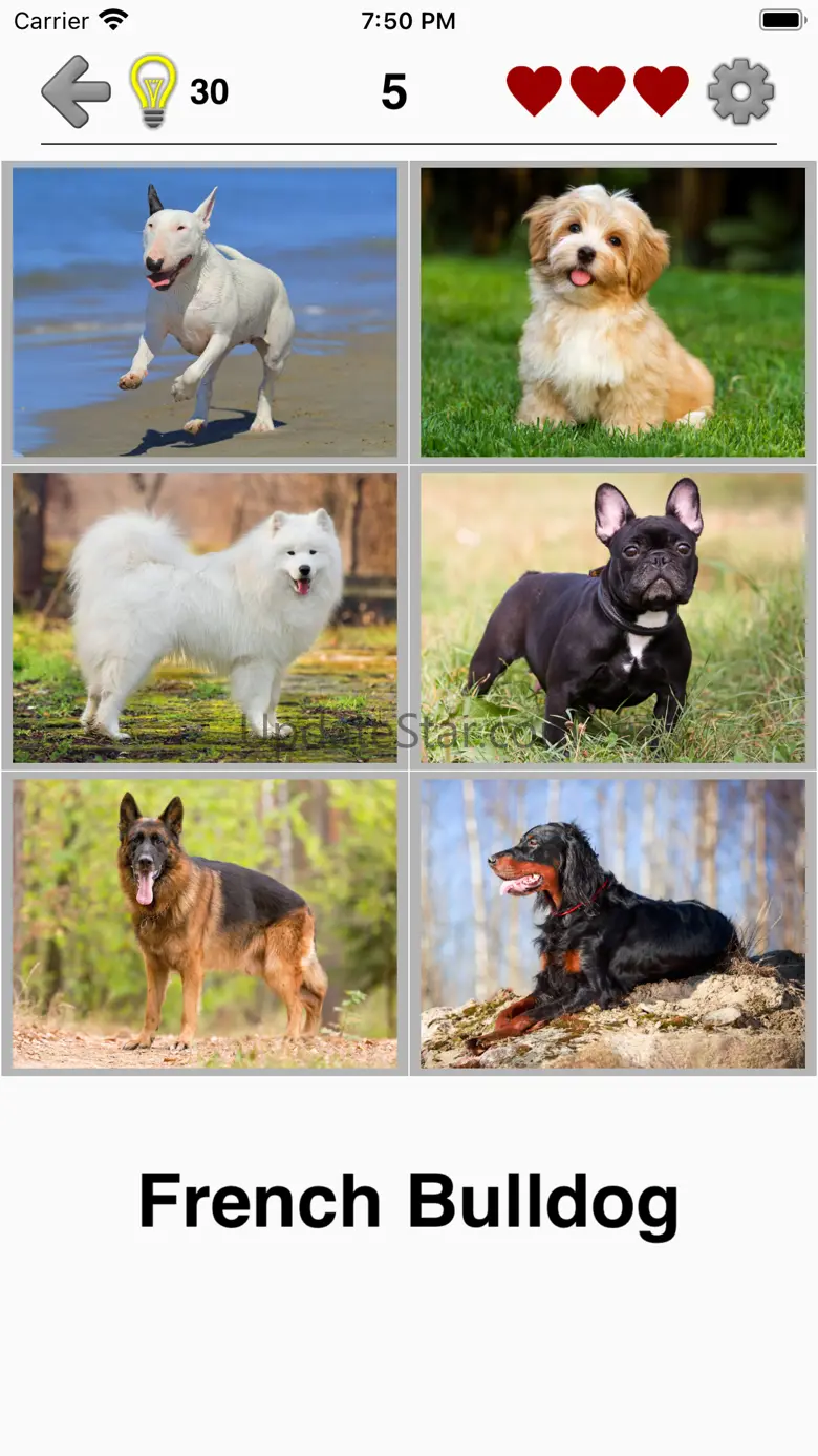 Dogs Quiz: Photos of Cute Pets 2.1.0