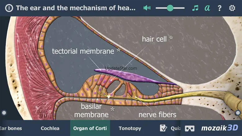 The mechanism of hearing 3D 1.25
