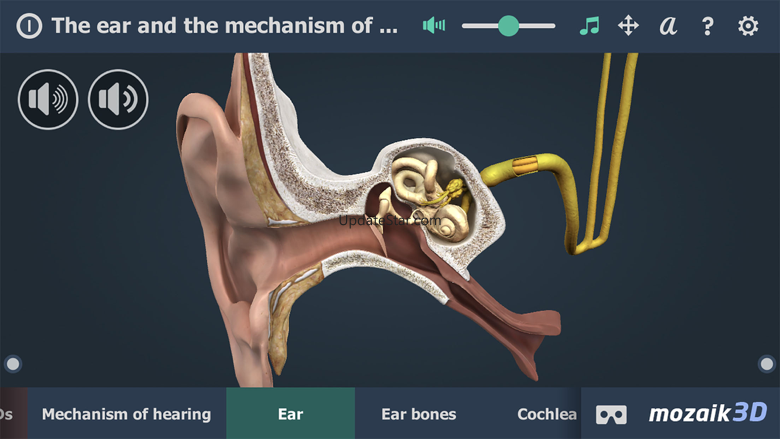 The mechanism of hearing 3D 1.25