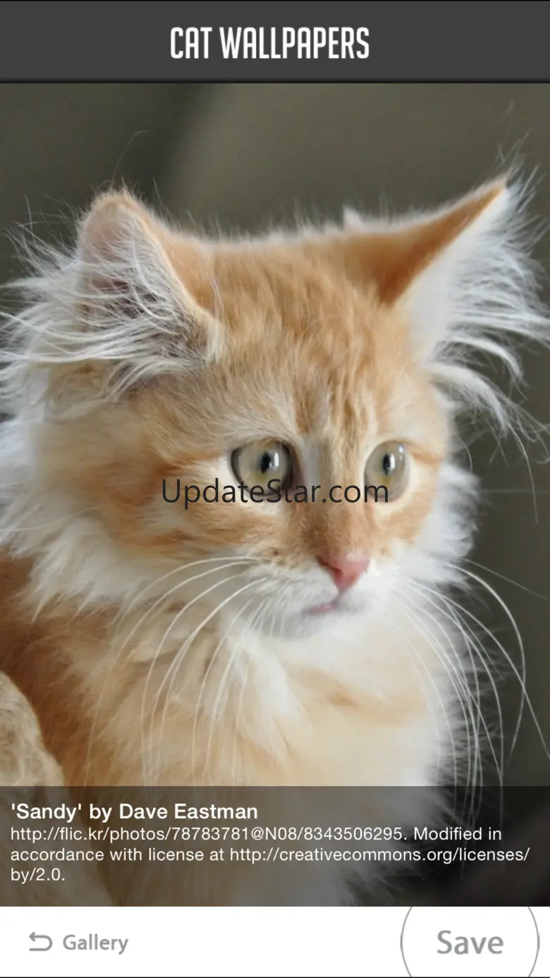 Cat Wallpapers! 1.2