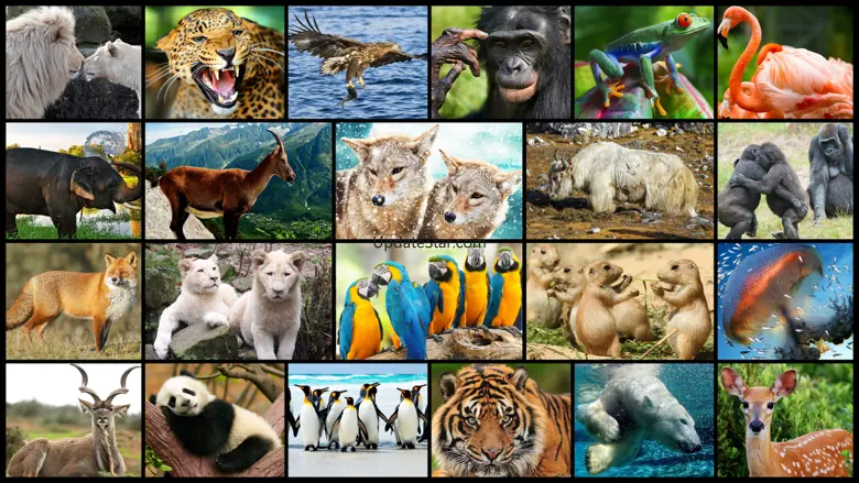 Amazing Wild Animals - Best Animal Picture Puzzle Games for kids 1.0.5