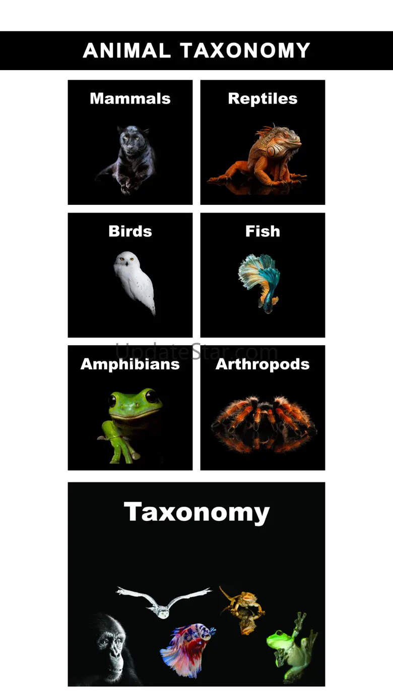 Animal Class 2.09.4